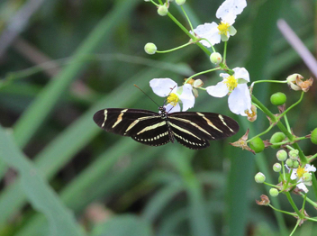 Zebra Heliconian